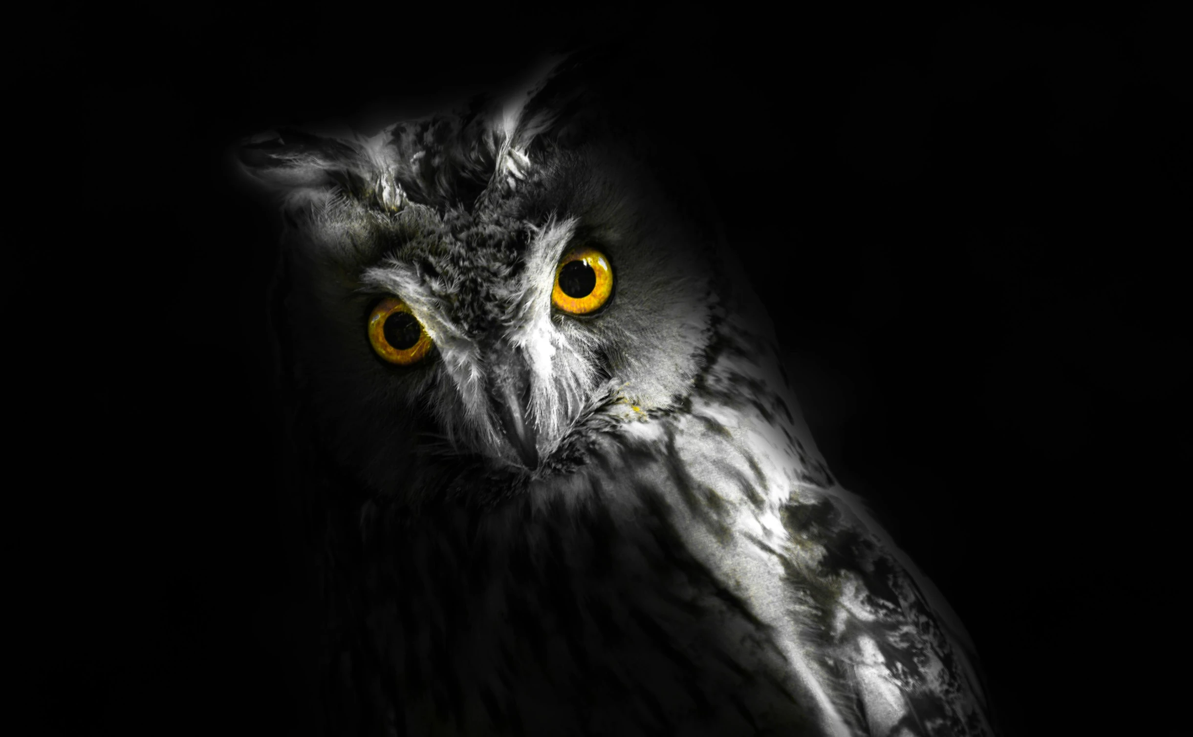 a close up of an owl with yellow eyes, a black and white photo, by Adam Marczyński, pexels contest winner, shot at night with studio lights, birds eye, realistic light and shadow, illuminated