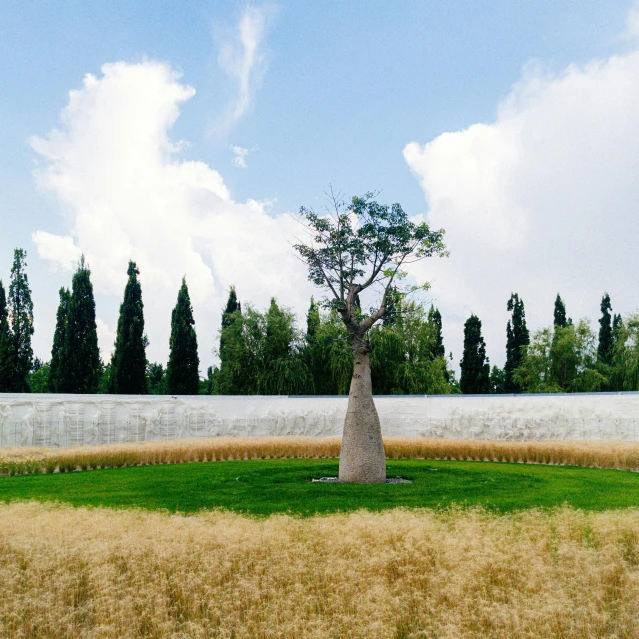 a tree sitting in the middle of a field, a marble sculpture, renzo piano, preserved historical, ossuary, 2022 photograph