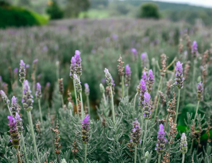 a field of purple flowers with mountains in the background, trending on unsplash, herbs, grey, mint, linen