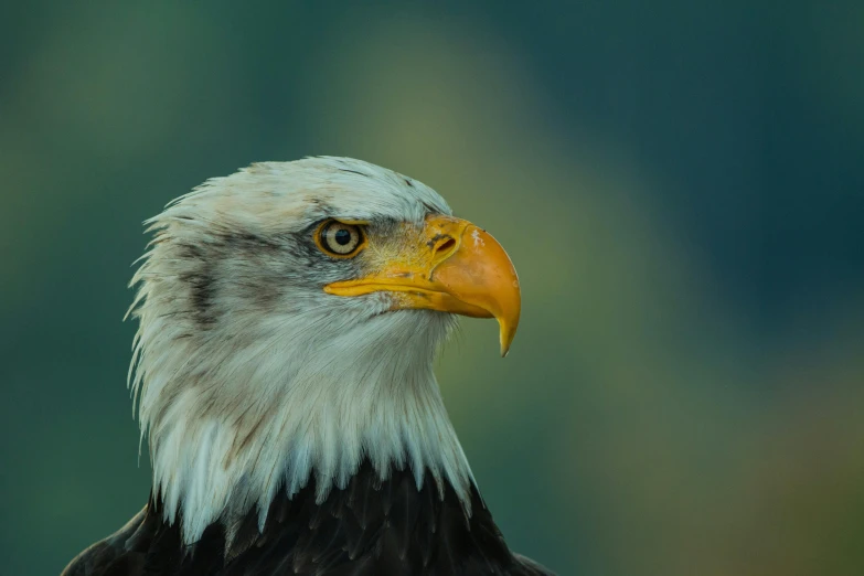 a close up of a bald eagle with a blurry background, by Jan Tengnagel, pexels contest winner, dignified, high-detaild