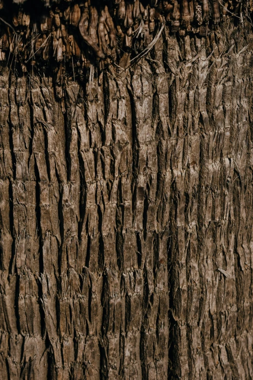 a close up of the bark of a tree, an album cover, by Peter Churcher, trending on pexels, modernism, dark brown, panels, hemp, massive wide trunk