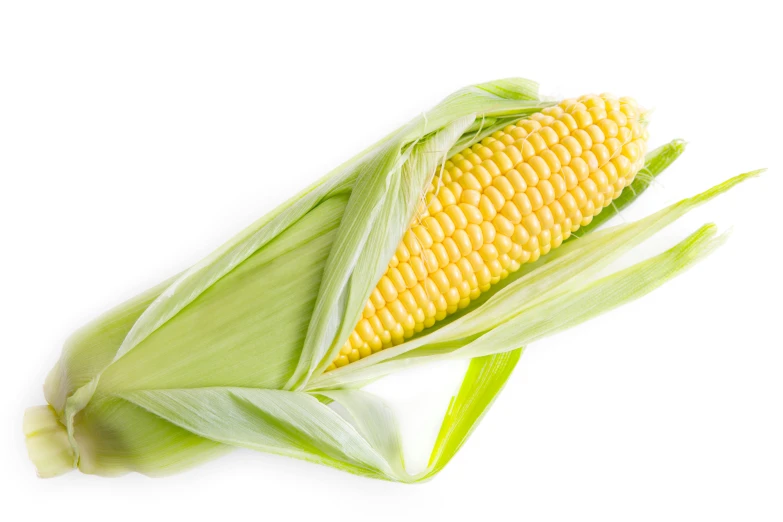 an ear of corn on a white background, pexels, multiple stories, rectangle, 🍸🍋, profile image