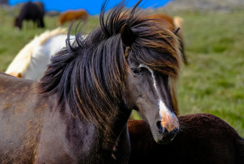 a brown horse standing on top of a lush green field, pexels contest winner, clouds of vivid horse-hair wigs, he has dark grey hairs, reykjavik, dynamic closeup