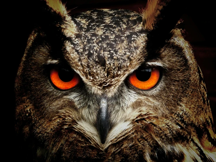 a close up of an owl with orange eyes, an album cover, by Niko Henrichon, pexels contest winner, 🦩🪐🐞👩🏻🦳, avatar image, brown, instagram photo