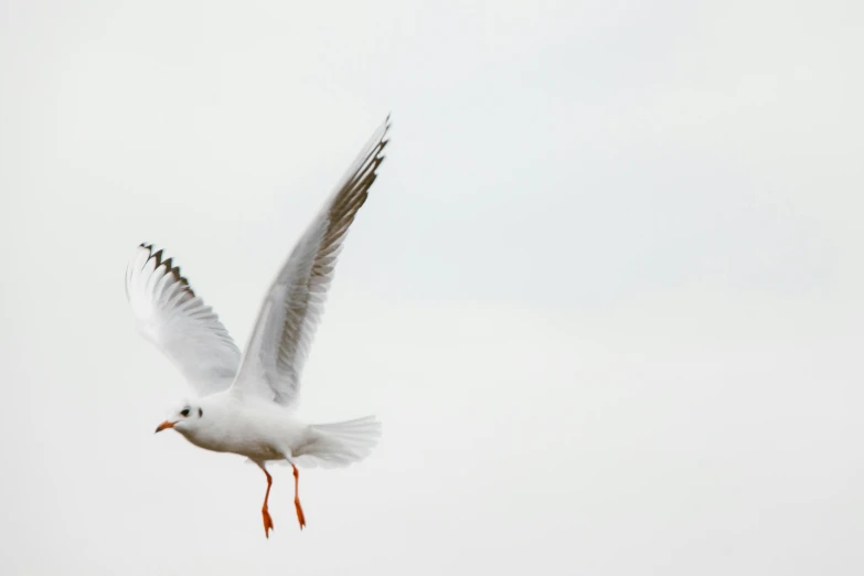 a seagull flying in the sky on a cloudy day, an album cover, by Andries Stock, pexels contest winner, figuration libre, white and orange, detailed white, acrobat, clean 4 k