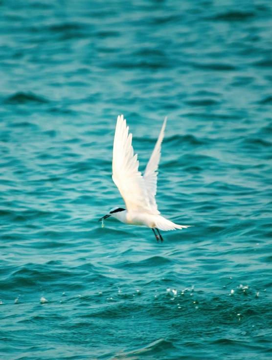 a white bird flying over a body of water, on the sea