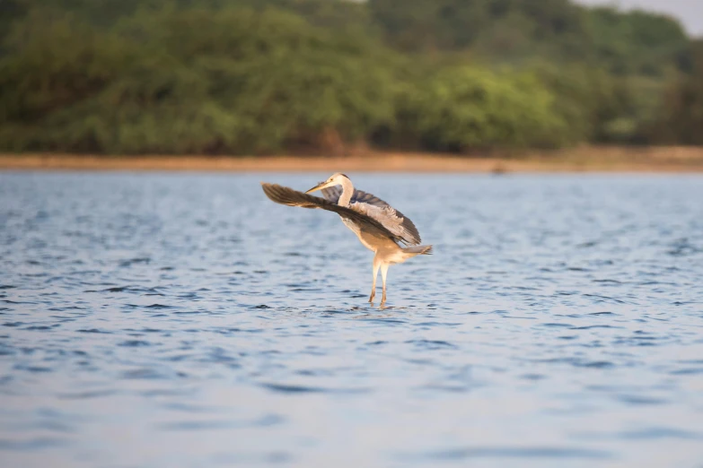 a large bird standing on top of a body of water, hurufiyya, sri lanka, action pose, carson ellis, feature