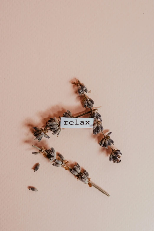 a close up of a bunch of flowers on a wall, inspired by Elsa Bleda, trending on pexels, relaxing on the couch, words, mauve background, made of dried flowers