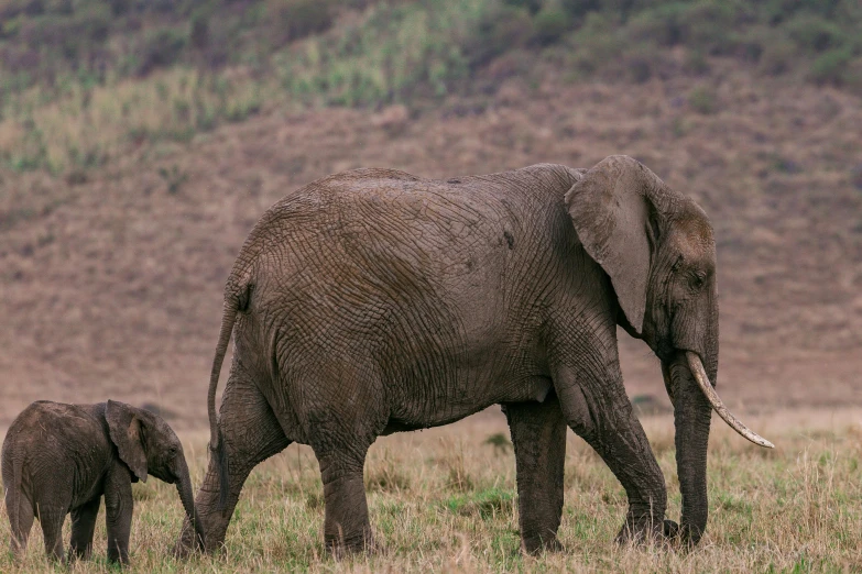 a baby elephant standing next to an adult elephant, pexels contest winner, hurufiyya, very kenyan, al fresco, conde nast traveler photo, header text”