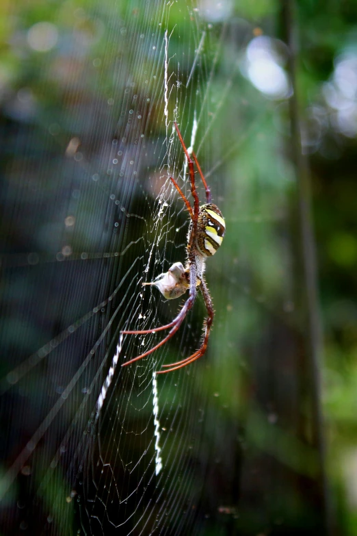 a close up of a spider on a web, slide show, bali, large)}], tall shot