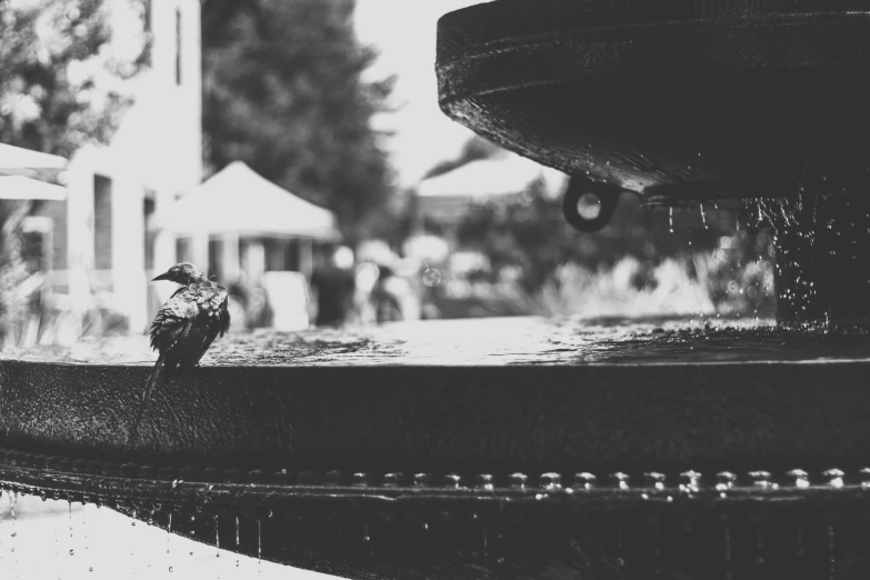 a bird sitting on the edge of a fountain, a black and white photo, by Cherryl Fountain, unsplash, concert, woodstock, mechanical bird, in a square