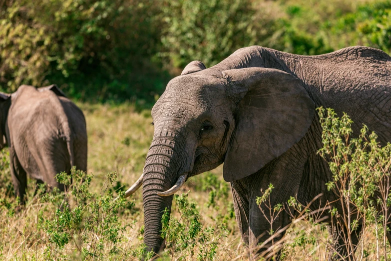 a couple of elephants that are standing in the grass, a portrait, pexels contest winner, hurufiyya, very kenyan, youtube thumbnail, high resolution, conde nast traveler photo