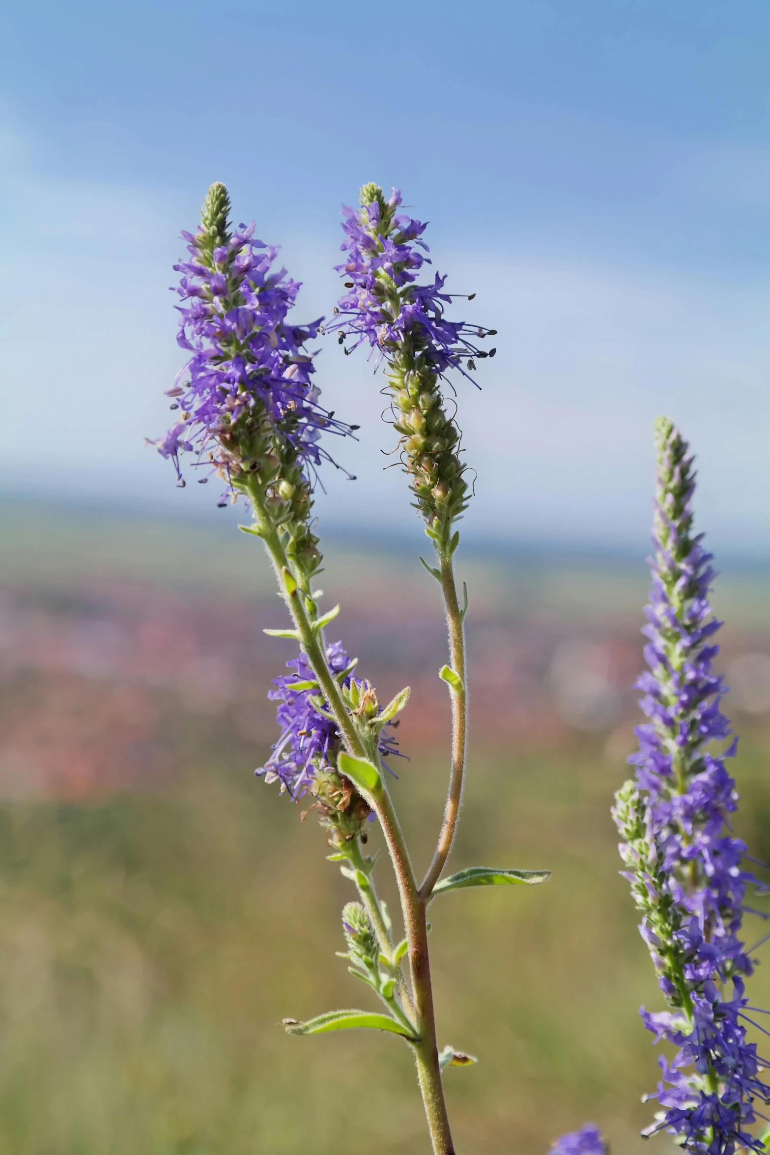 a couple of purple flowers sitting on top of a lush green field, nature growing around the city, spires, amanda lilleston, mediumslateblue flowers