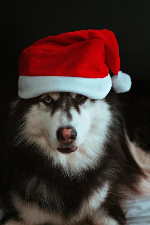 a close up of a dog wearing a santa hat, husky, avatar image, zoomed in, gif
