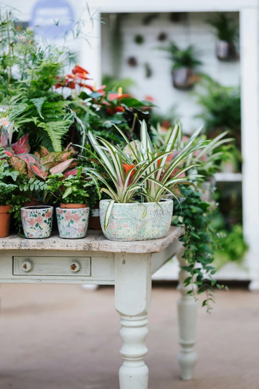 a table topped with lots of potted plants, inspired by Marianne North, marble table, various sizes, seasonal