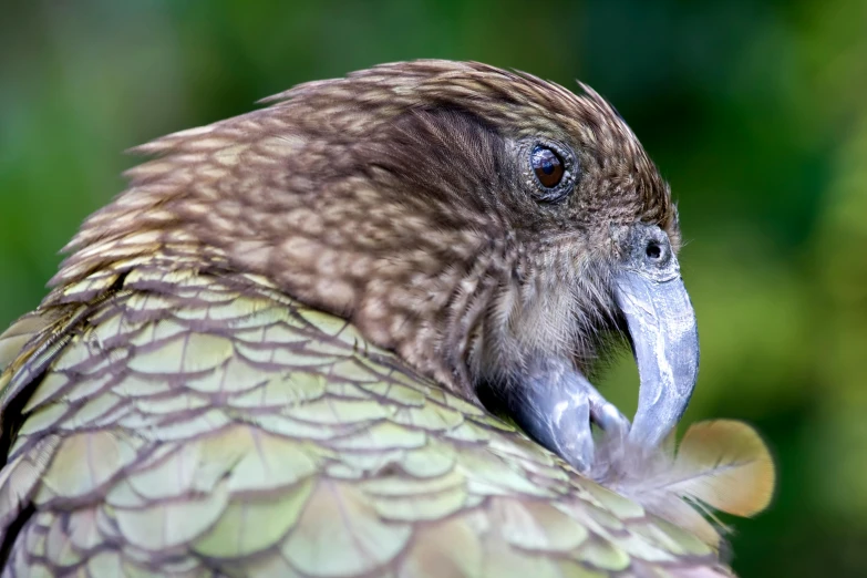 a close up of a bird with a blurry background, a portrait, by Peter Churcher, pixabay, maori, intricate wrinkles, 🦩🪐🐞👩🏻🦳, green feathers