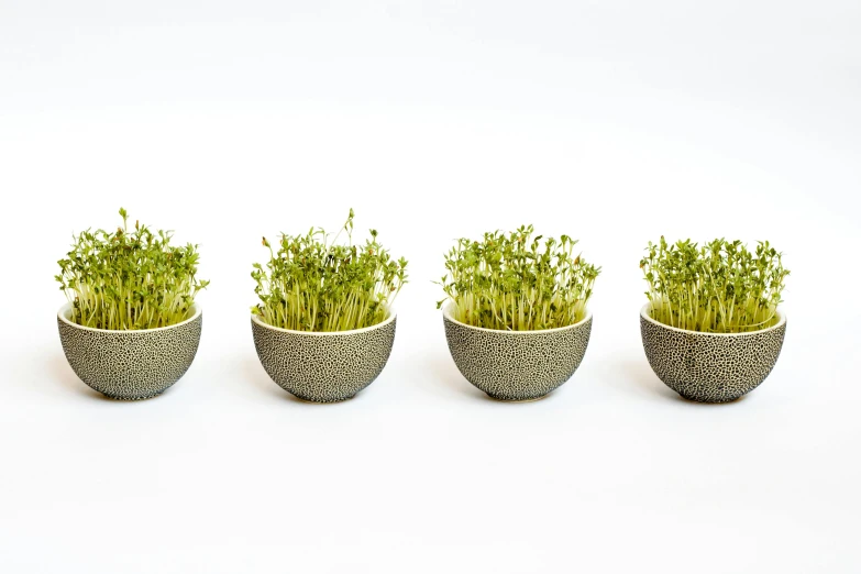 a row of small pots with sprouts in them, a stipple, inspired by Tōshi Yoshida, unsplash, dau-al-set, bowl haircut, dezeen, gypsophila, incubator medpods