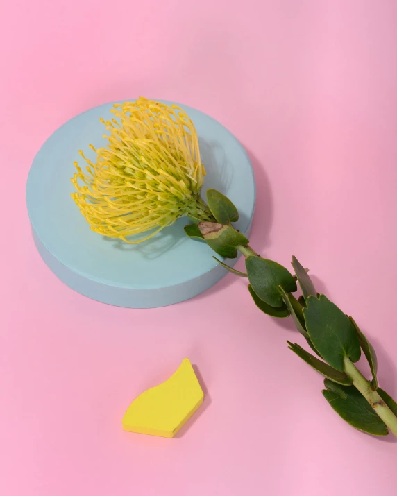 a yellow flower sitting on top of a blue plate, product image, lots of pastel colour, product display photograph, round-cropped