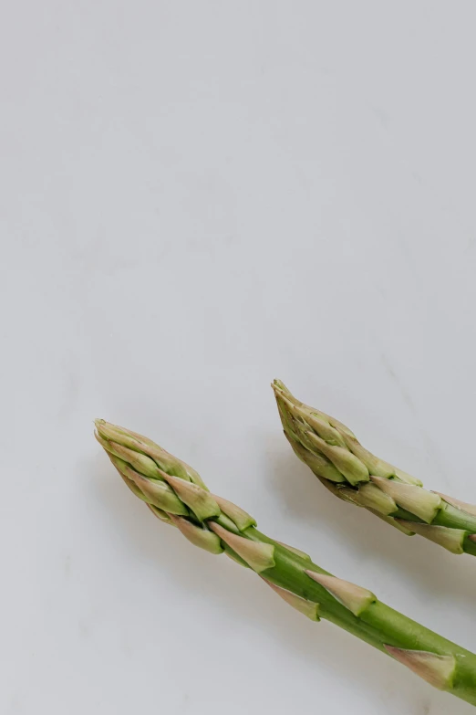 two asparagus spears on a white surface, unsplash, ilustration, extra crisp image, flowering buds, ultrawide image