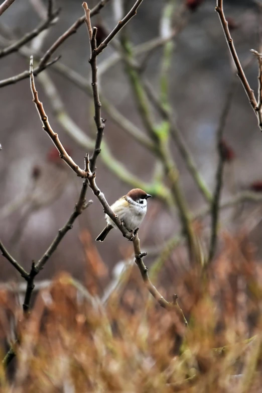 a small bird sitting on top of a tree branch, sharp focus »