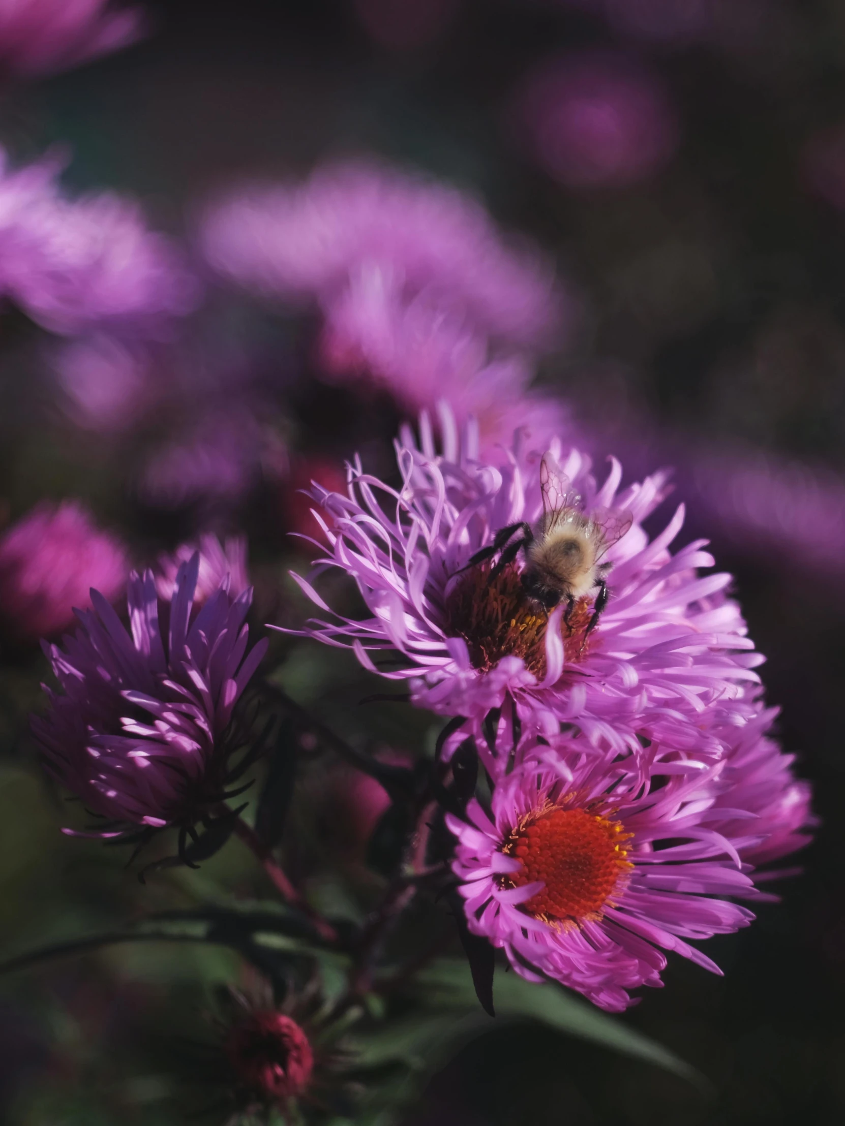 a bee sitting on top of a purple flower