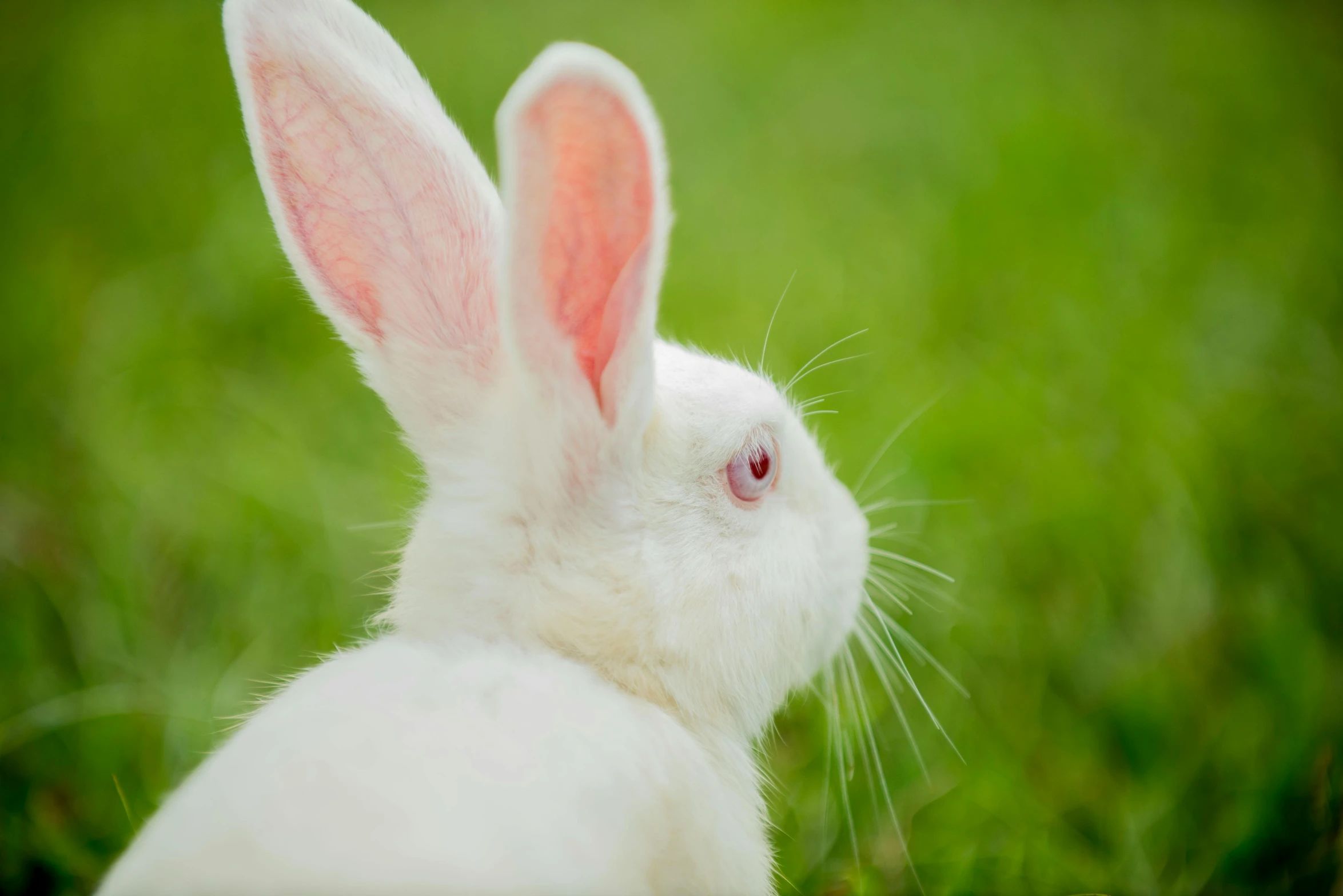 a white rabbit sitting on top of a lush green field, photograph