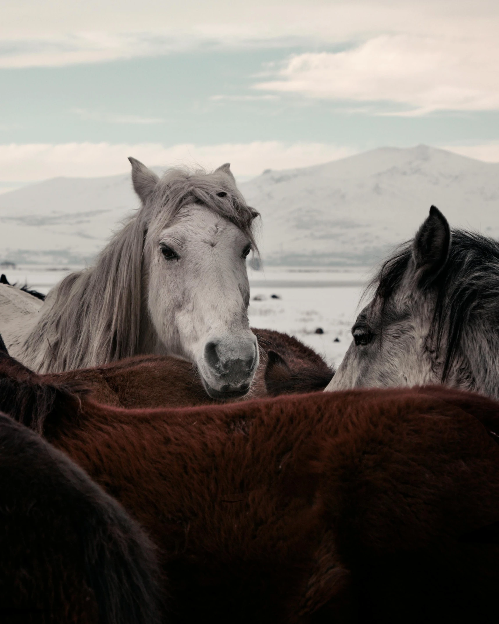 a herd of horses standing on top of a snow covered field