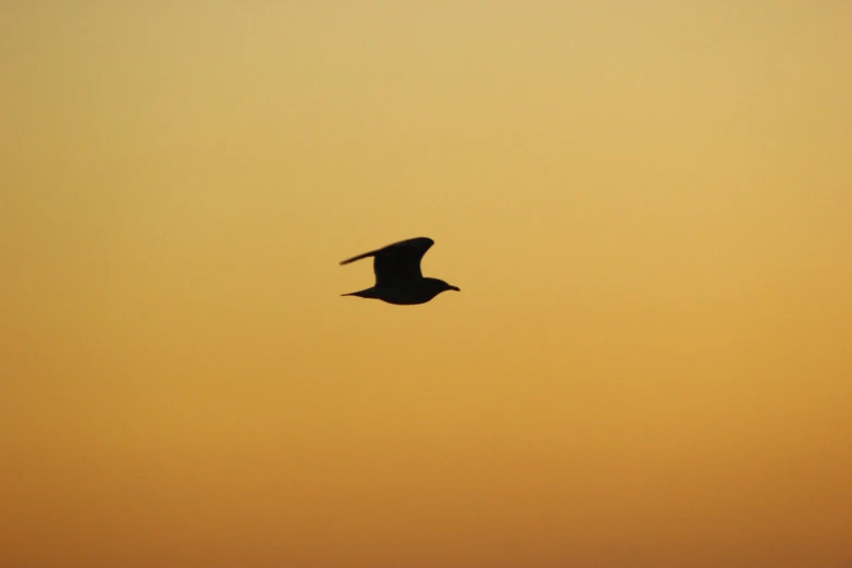 a bird flying in the sky at sunset, by David Budd, minimalism, resting, blank, full - shot, on display