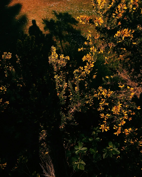 a red fire hydrant sitting on top of a lush green field, an album cover, by Attila Meszlenyi, unsplash contest winner, australian tonalism, yellow flowers, as seen from the canopy, ((sunset)), high angle shot