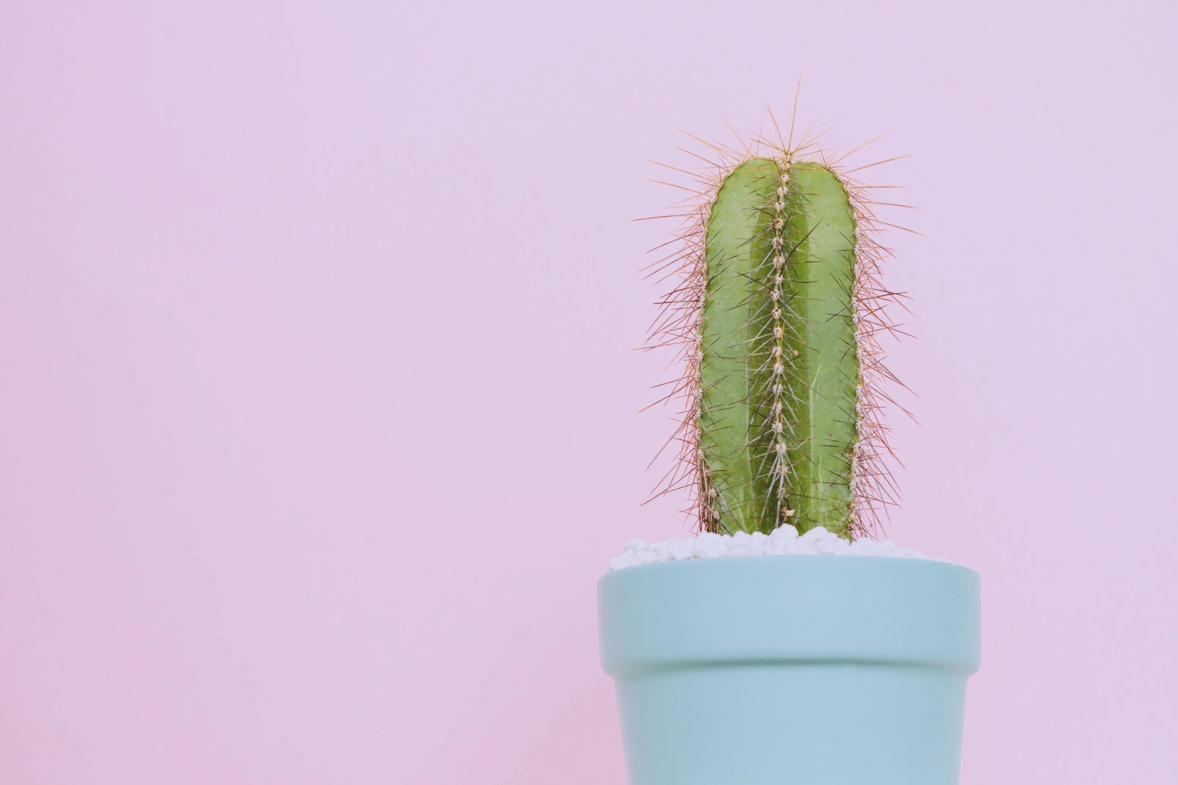 a cactus in a blue pot on a pink background, trending on pexels, protophyta, extremely pale, 33mm photo, middle close up