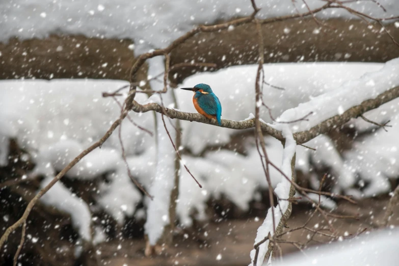 a bird sitting on a branch in the snow, pexels contest winner, renaissance, orange and teal, 🦩🪐🐞👩🏻🦳, fishing, against a winter garden