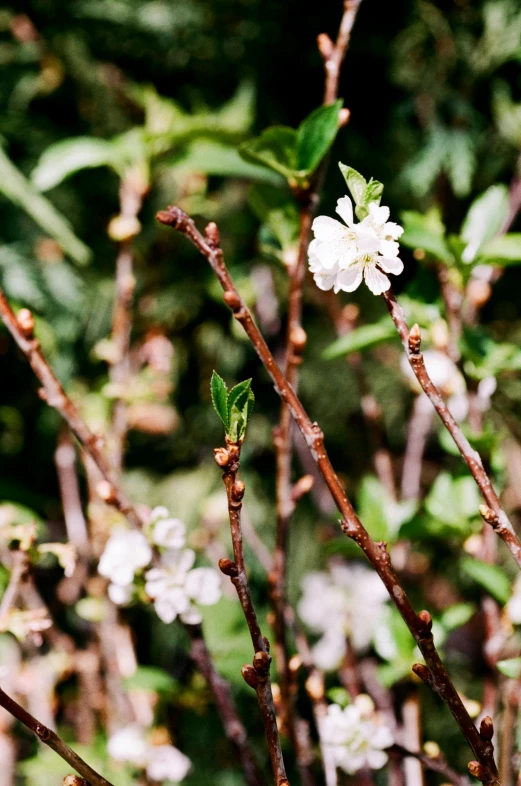 a bird sitting on top of a branch of a tree, by Emanuel de Witte, unsplash, renaissance, white flower, made of glazed, manuka, taken with kodak portra