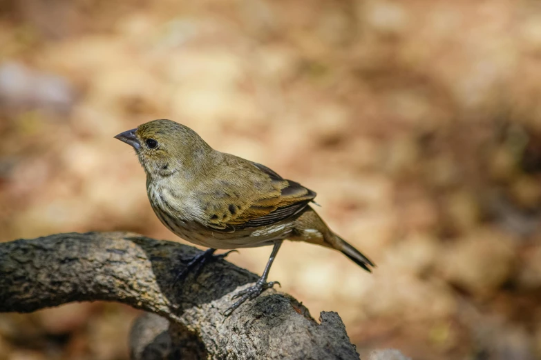 a small bird sitting on top of a tree branch, by Peter Churcher, figuration libre, portrait image, chilean, brown, an indigo bunting