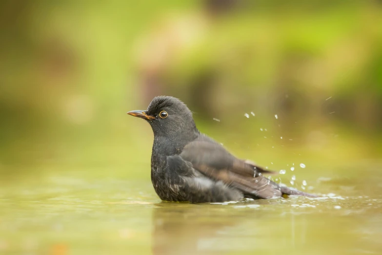 a close up of a bird in a body of water, by Jan Tengnagel, pexels contest winner, hurufiyya, wet from rain, robin eley, adapted to a drier climate, black