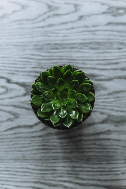 a small green plant sitting on top of a wooden table, top down, rosette, detailed product image, bromeliads