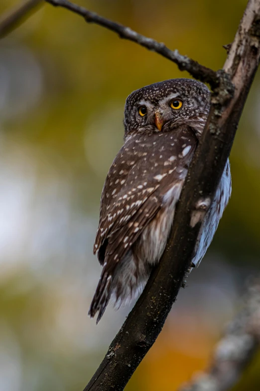 a small owl sitting on top of a tree branch, a portrait, pexels contest winner, confident pose, pondering, paul barson, speckled