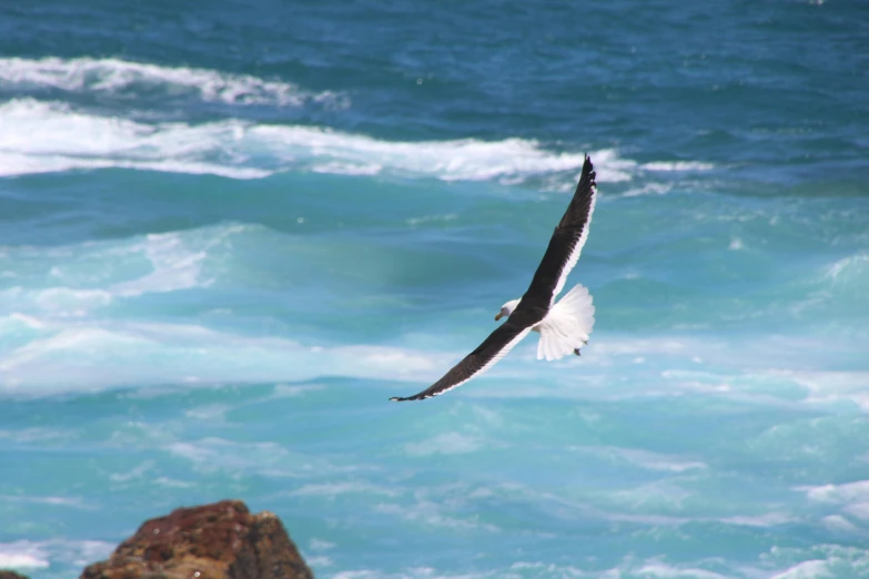 a bird flying over a body of water, looking at the ocean, manly, profile image, close - up photo