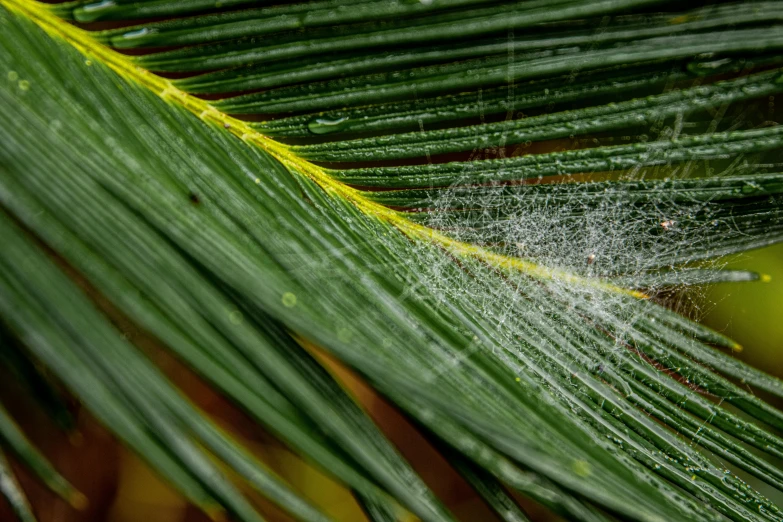 a close up of a leaf with a spider web on it, by Daniel Lieske, a palm tree, rain and thick strands of mucus, webs, panels