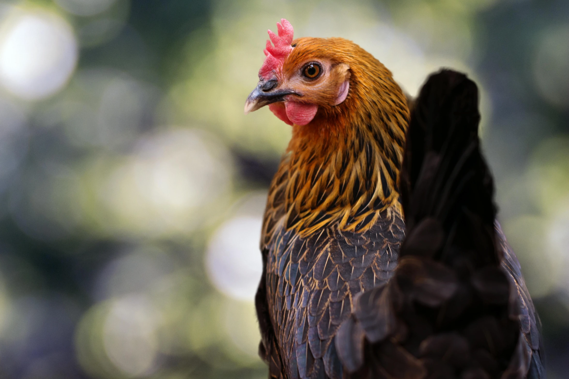 a close up of a chicken with a red comb on it's head, by Gwen Barnard, pexels contest winner, doing a majestic pose, 🦩🪐🐞👩🏻🦳, black, a blond