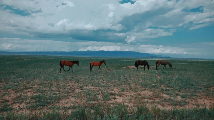 a herd of horses standing on top of a grass covered field, rafeal albuquerque, background image, lo fi, video