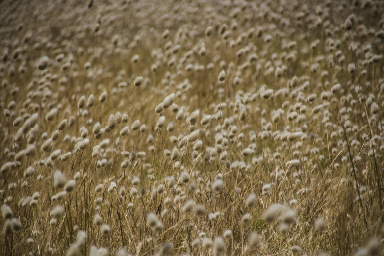 a field filled with lots of tall dry grass, inspired by Elsa Bleda, unsplash, digital art, puffballs, cotton texture, 2000s photo