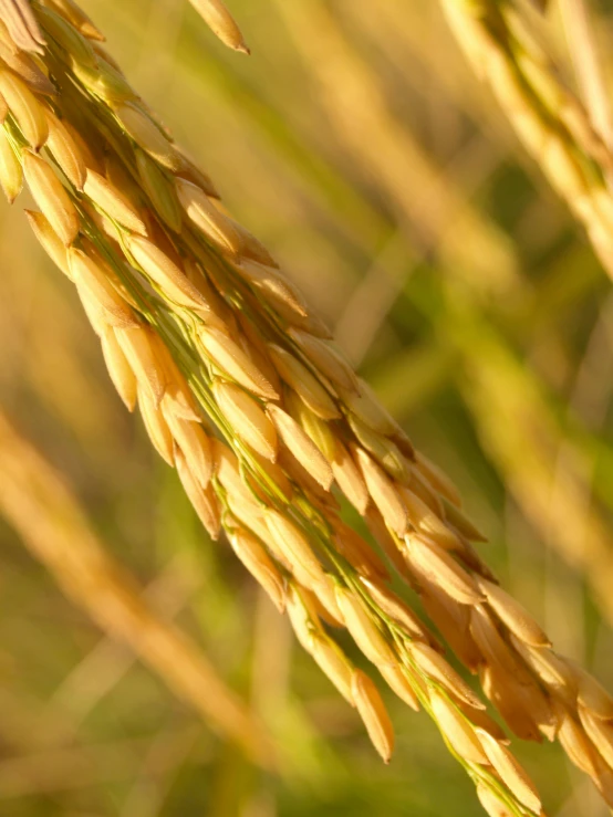 a close up of some grass in a field, by Yasushi Sugiyama, hurufiyya, malt, gold, ready to eat, rice