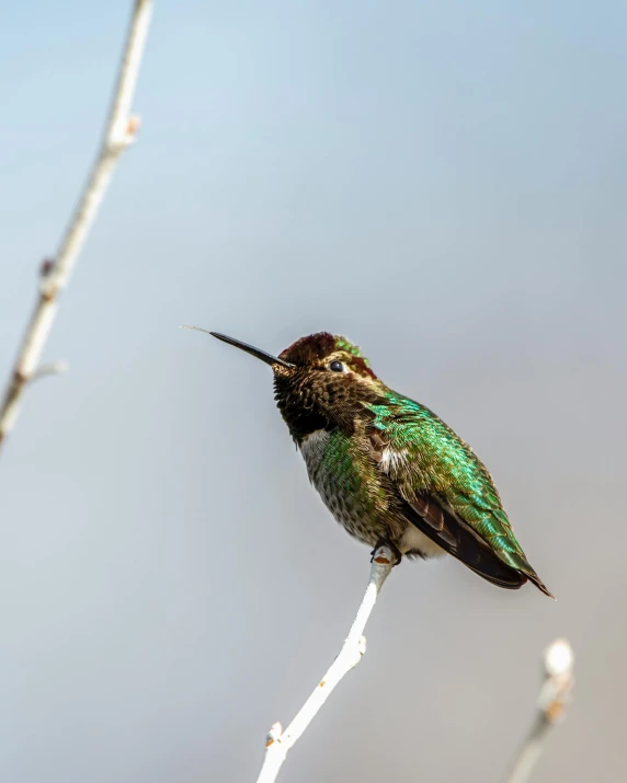 a hummingbird sitting on top of a tree branch, rafeal albuquerque, posing for the camera, guide