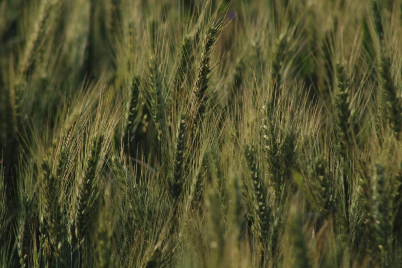 a field of green wheat moving in the wind, by David Simpson, pexels, hurufiyya, closeup - view, grain”, version 3, malt