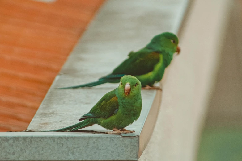 a couple of green birds sitting on a ledge, pexels contest winner, photorealism, high angle shot, fan favorite, color image, street life