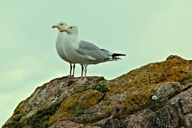 a seagull standing on top of a rock, 2 animals, looking distracted, nature photograph, maryport