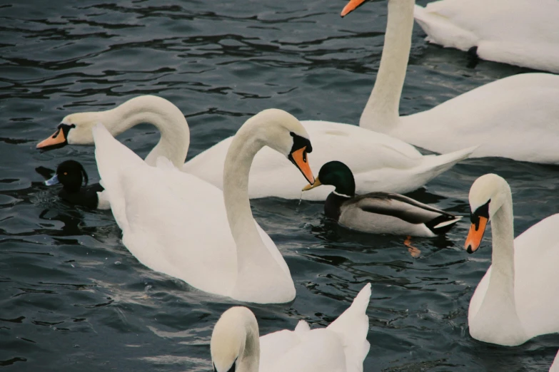 a group of ducks floating on top of a body of water, swans, 2022 photograph, 2 0 0 0's photo