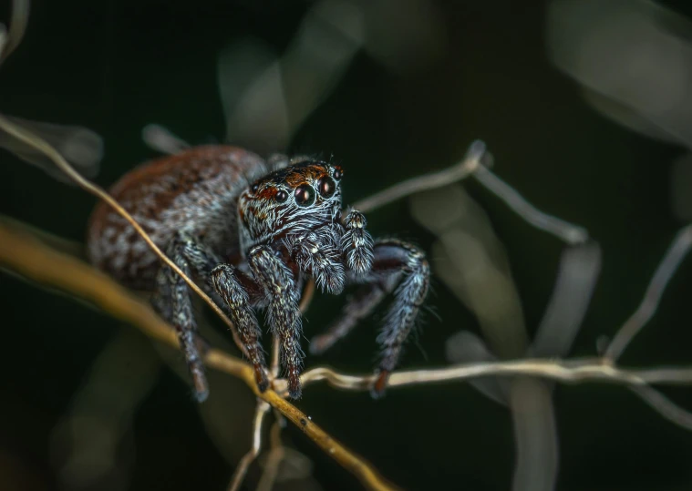 a close up of a spider on a branch, by Adam Marczyński, pexels contest winner, hurufiyya, grey, spotted ultra realistic, slide show, front profile shot