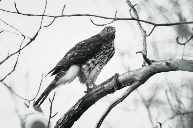 a black and white photo of a bird perched on a branch, hawk, shot onfilm, portrait mode photo, fine art print