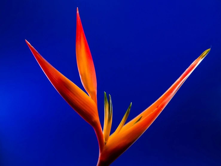 a bird of paradise flower against a blue background, an album cover, pexels contest winner, orange glow, vibrant red 8k, avatar image, medium shot angle